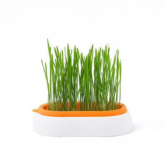 Maceta Hidropónica sin Tierra para Cultivo de Pasto de Gato - Image 5
