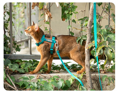 Arnés de Tracción en I para Gatos - Chaleco Pectoral y Dorsal - Image 22