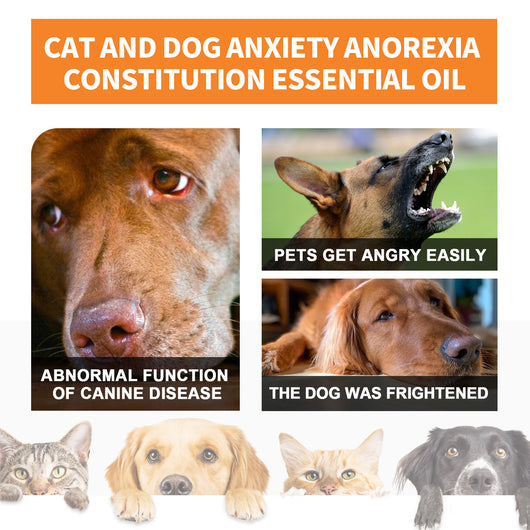 Suplemento Nutricional para Gatos y Perros - Fórmula Completa para Fitness y Bienestar - Image 3