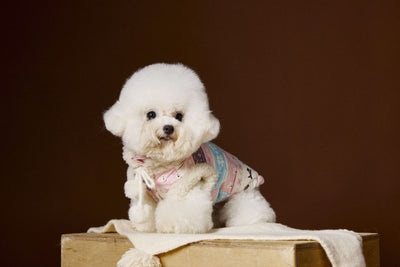 Chaleco Fair Isle para Mascotas Schnauzer Bichon Teddy - Image 21