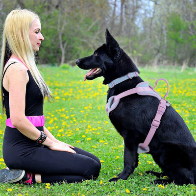 Pink and blue dog harness with padded chest and back, adjustable straps, and a top handle for walking. - Image 16
