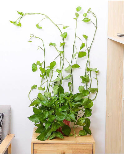 Enredadera Verde Autoadhesiva para Pared - Soporte de Plantas Sin Clavo - Image 5