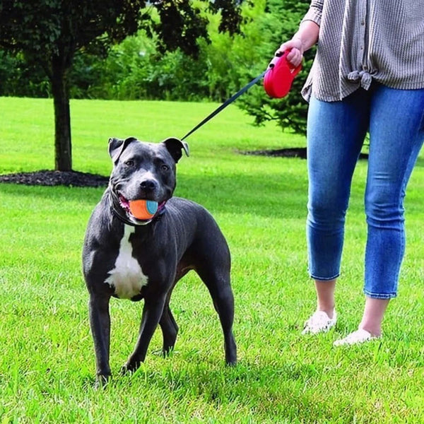 Orange and blue two-tone pet toy ball with textured surfaces for dog molar cleaning and training.
