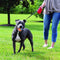 Pelota Interactiva Masticable para Perros con Sonido y Larga Duración