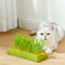 Kit de Cultivo Hidropónico sin Sustrato para Gatos