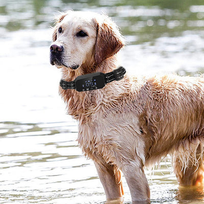 Sistema de Cerca Inalámbrica Inteligente para Perros con GPS y Adiestramiento - Image 13
