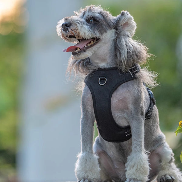 Arnés Reflectante para Perro con Correa de Seguridad Antitirón