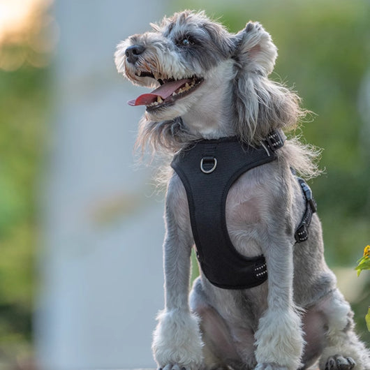 Arnés Reflectante para Perro con Correa de Seguridad Antitirón