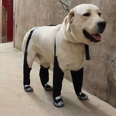 Botas Protectoras para Perros - Impermeables y Térmicas para Clima Frío - Image 12