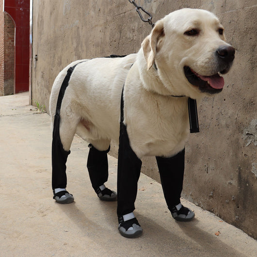 Botas Protectoras para Perros - Impermeables y Térmicas para Clima Frío - Image 12