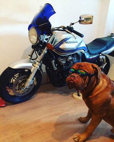 Gafas de Sol para Mascotas - Protección UV y Estilo para Perros y Gatos - Image 19