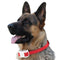 Collar Automático Antiladridos para Perros - Entrenamiento Inteligente