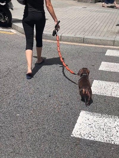 Juguete de Cuerda para Perro con Salchichas Grandes - Image 12