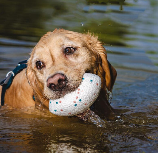 Golden retriever dog swimming in water, holding a white, textured, rugby-shaped pet chewing toy with pink and blue dots. - Image 10