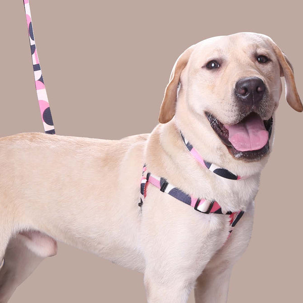 Juego Completo de Correa, Collar y Cuerda para Paseos de Perros