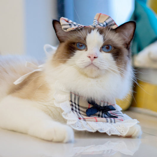 Babero Pañoleta Encaje Gato Estilo Princesa con Decoración - Image 30