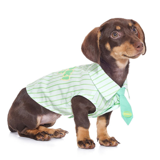 Playera de Algodón Fino para Perro Schnauzer Teddy - Image 12