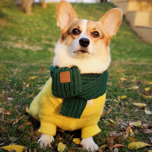 Pañuelo para Perro - Diseño Corgi, Teddy y Bichón - Image 3