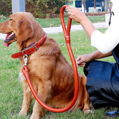 Juego de Correa de Tracción y Paseo para Perros - Image 10