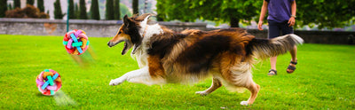 Pelotas Interactivas con Luz y Sonido para Perros y Gatos - Image 15