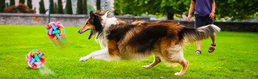 Pelotas Interactivas con Luz y Sonido para Perros y Gatos - Image 15