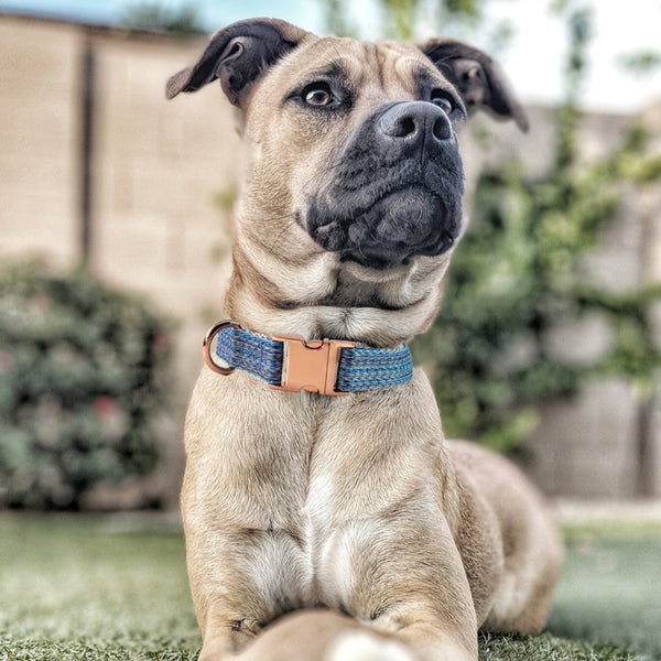 Correa para Perro con Grabado Personalizado y Collar Antiextravío