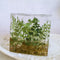 Cubo de Plantas Secas con Flores Deshidratadas y Musgo Natural