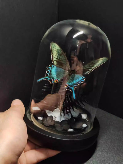 Cinturón Verde con Especímenes de Mariposas Reales en Vitrina de Cristal - Image 28