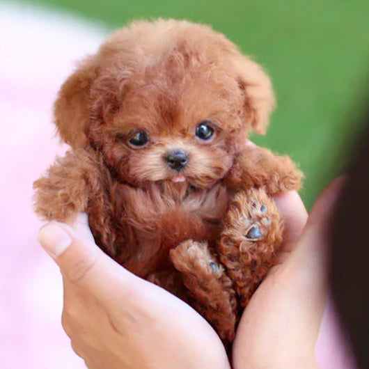 Cachorro Robot de Peluche Suave - Image 20