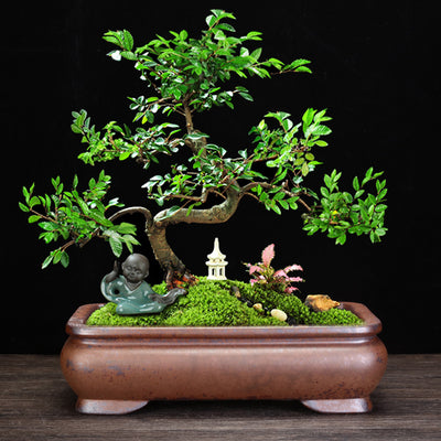 Maceta Orquídea Yixing Cerámica Púrpura - Diseño Minimalista para el Hogar - Image 2