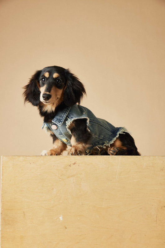 Chaleco Denim sin Mangas con Bordado Schnauzer Maltés Teddy - Image 28