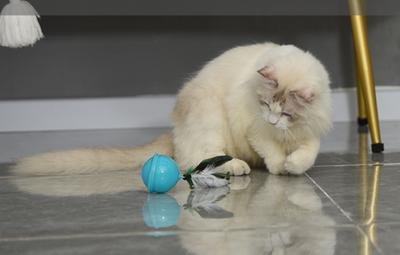 Teal cat toy with a feather and bell attachment, held in a hand against a blue and beige background. - Image 2