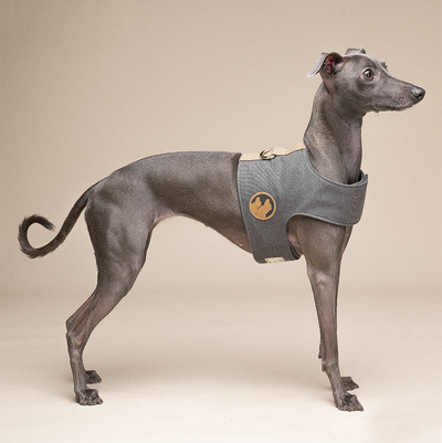 Arnés Chaleco para Perros Pequeños con Correa Integrada - Image 7