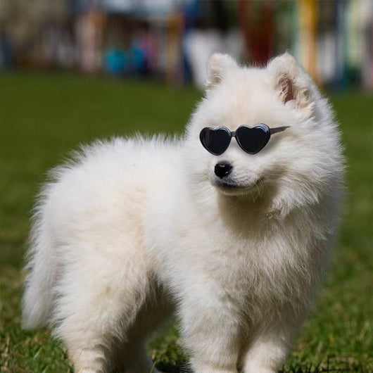 Gafas de Sol para Mascotas y Muñecas - Accesorios Divertidos - Image 3
