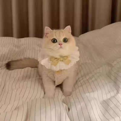 Chaleco Abrigador de Lana de Cordero para Gatos - Diseño Cálido e Adorable - Image 14