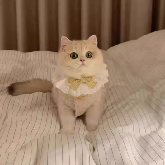 Chaleco Abrigador de Lana de Cordero para Gatos - Diseño Cálido e Adorable - Image 14