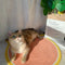 Torre para Gatos con Rascador de Sisal y Plataformas de Salto