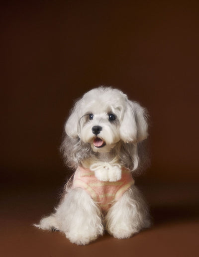 Suéter Acogedor de Galleta Felt para Mascotas - Otoño e Invierno - Image 15