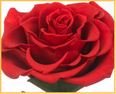 Corazón de Flores Preservadas para San Valentín - Regalo Eterno - Image 12