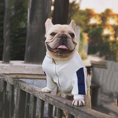 Ropa de Moda para Mascotas - Colecciones Exclusivas para Perros y Gatos - Image 5