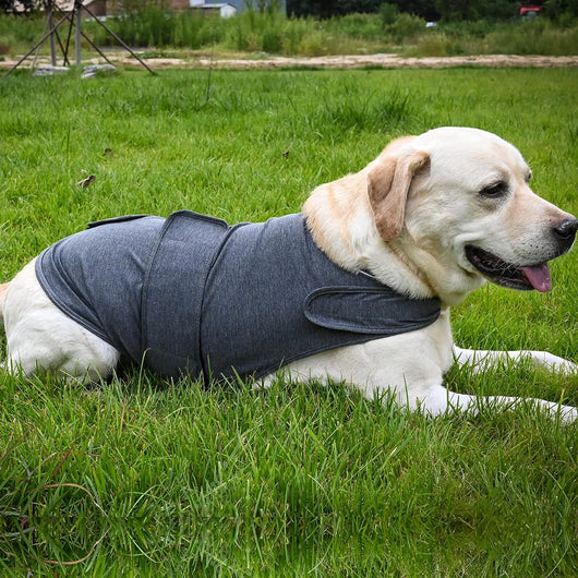 Chaleco Calmante para Perros - Prenda de Compresión contra la Ansiedad - Image 5