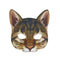 Gato Mapache