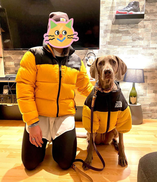 Abrigo Impermeable y Cortavientos para Perros - Ropa de Invierno Acolchada - Image 14