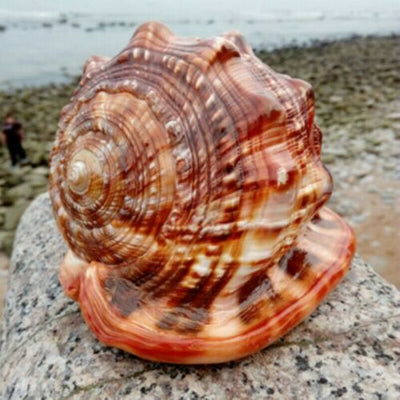 Caracol Gigante Natural Wanbao para Decoración de Acuarios y Paisajismo - Image 7