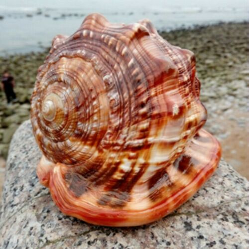 Caracol Gigante Natural Wanbao para Decoración de Acuarios y Paisajismo - Image 7