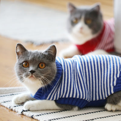 Suéter Gato Azul Británico para Otoño e Invierno - Image 30
