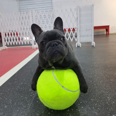 Large 8.5 inch (21.5 cm) yellow tennis ball, ideal for pet play or dog training. - Image 17