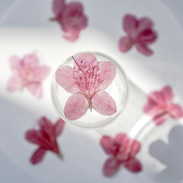Adorno de Flor de Azalea Deshidratada