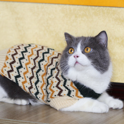 Suéter Gato Azul Británico para Otoño e Invierno - Image 11