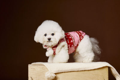 Chaleco Fair Isle para Mascotas Schnauzer Bichon Teddy - Image 23
